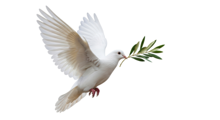 Isolated Dove Carrying Olive Branch