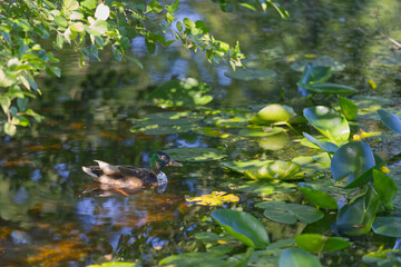 Ein Erpel auf einem Teich