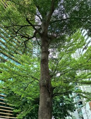Fototapeta premium A majestic tree towers over modern buildings, blending nature with urban design.
