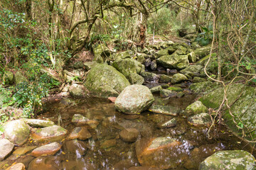 Clear water creek in preserved Atlantic forest near Praia do Saquinho - Florianopolis, Brazil