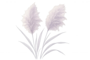 Fototapeta premium Gentle pastel-colored pampas grass plumes swaying gracefully on a transparent background, creating a soft and airy botanical illustration