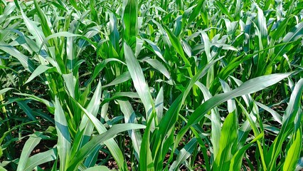 Fresh green corn plants in agricultural field