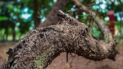 tree trunk with roots