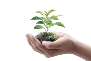 3d illustration of hand holding young plant isolate on transparent background, PNG for poster banner cover design
