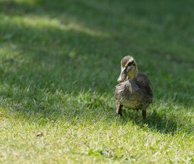 Entenk&uuml;ken auf einer Wiese