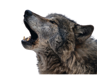 Close up profile of a grey wolf howling with its head tilted back isolated on transparent background