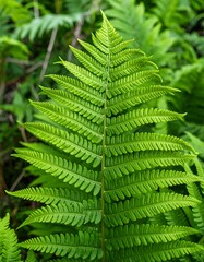 Close-up view of a vibrant green fern frond, showcasing intricate details and delicate leaf structures.