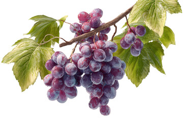 Fototapeta premium 3d illustration bunch of grapes with leaves set,png