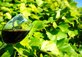 Glass of wine on Grape leaves background. Wineglass with red wine on Green grape leaves in vineyard. Tasting red wine in a vineyard vines. Vine vino Wine glass on green growing grape in vineyard.