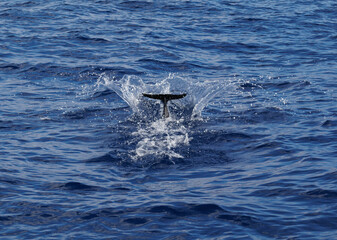 Fototapeta premium Dolphin tail