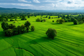 Naklejka premium Beautiful Green Rice Fields Under Clear Sky with Lush Trees and Rolling Hills