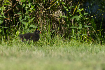 Teichralle, Teichhuhn, Küken