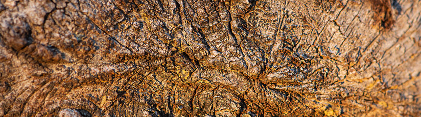 background with tree bark for insertion, macro shot of the pattern