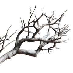 Obraz premium Dead branch, intricate skeletal structure