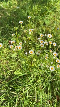 Daisy flowers swaying in the wind in the garden, green grass, bright summer day, nature, biology, fauna, environment, ecosystem, slow motion 