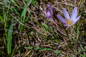 Zarte Blüten im Morgentau einer Wiese im Spätsommer in Deutschland