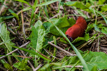 Rote Nacktschnecke kriecht über grüne Blätter in einem feuchten Garten