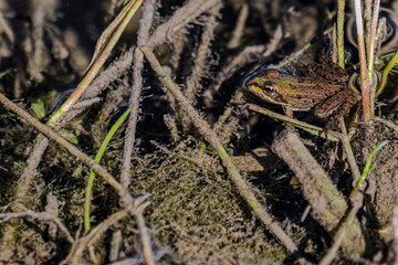Ein kleiner Frosch in einem feuchten Gebiet, umgeben von Pflanzen und Erde, während der Nachmittagssonne