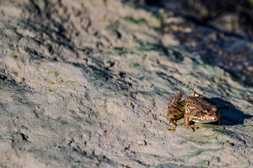 Ein Frosch sitzt auf einem steinigen Untergrund in der Natur während des späten Nachmittags