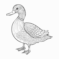 Duck drawing. It is a simple black and white outline image of a common duck standing, ready for coloring. Vector sketch line art draw.