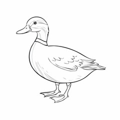 Duck drawing. It is a simple black and white outline image of a common duck standing, ready for coloring. Vector sketch line art draw.