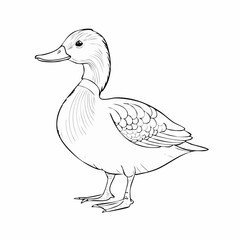 Duck drawing. It is a simple black and white outline image of a common duck standing, ready for coloring. Vector sketch line art draw.