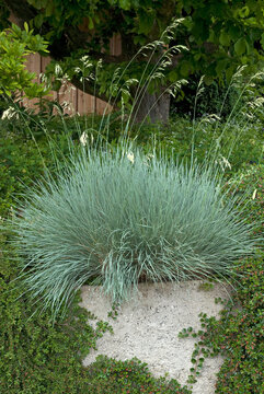 helictotrichon sempervirens, Gramin&eacute;e avoine vivace,