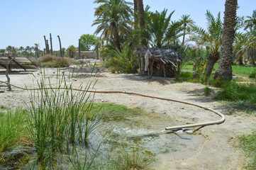 Dates trees solar panel in a palm plant farm