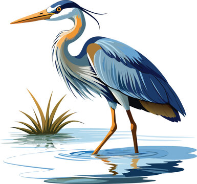 heron in the water vector Art & Illustration