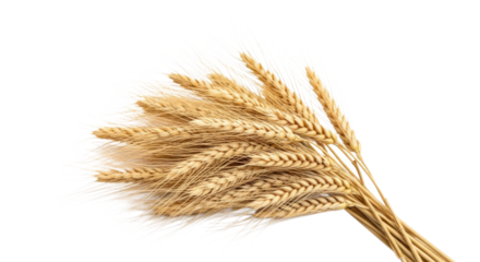Bundle of Golden Wheat Stalks and Grain cutout isolated on transparent bg, png