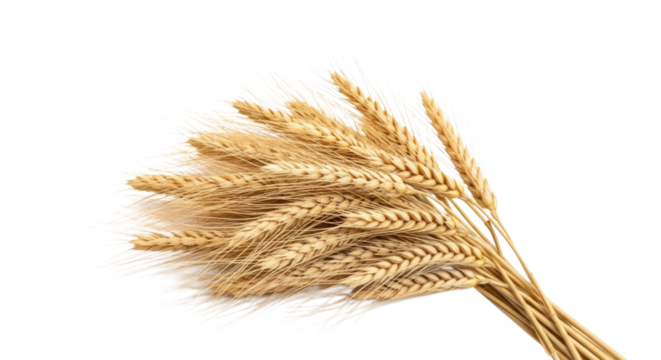 Bundle of Golden Wheat Stalks and Grain cutout isolated on transparent bg, png