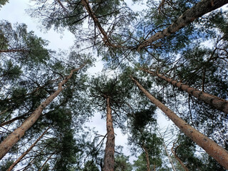 trees in the woods