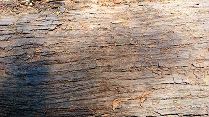 Rough wooden tree bark close up texture