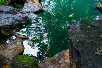 Colorful fancy carp fish (koi fish) in a garden pond in Japan,nishikigoi or orange carp.