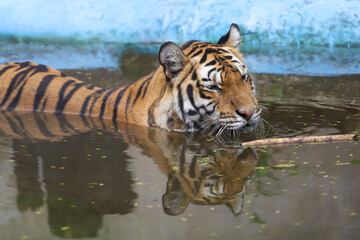 Indochinese tiger is beautiful animal and dangerous