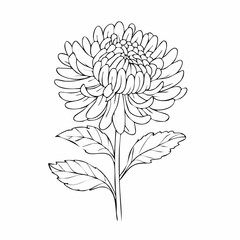 Aster drawing. It is a black and white outline image of an aster flower with numerous thin petals, a textured center, a stem, and detailed leaves, in a sketch style. Vector sketch line art draw.