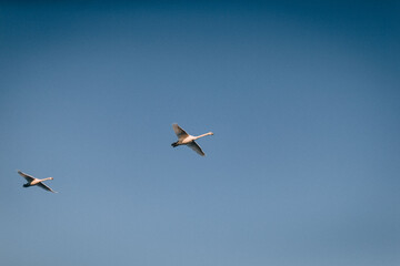Captivating image of two birds soaring gracefully against a vibrant blue sky, showcasing nature's tranquility and beauty.