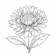 Fototapeta premium Aster drawing. It is a black and white outline image of an aster flower with numerous thin petals, a textured center, a stem, and detailed leaves, in a sketch style. Vector sketch line art draw.