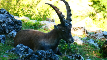 liegender Alpensteinbock