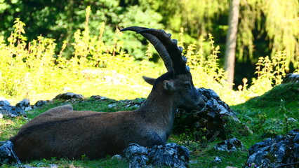 junger Steinbock