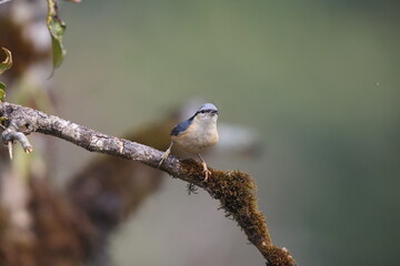 The white-tailed nuthatch (Sitta himalayensis) is a species of bird in the family Sittidae. This photo was taken in North India.