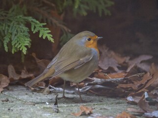 Rotkehlchen am Boden