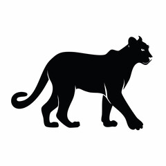 Mountain lion silhouette. This image shows a black silhouette of a mountain lion, also known as a cougar or puma, in a walking stance. Vector clipart illustration design.