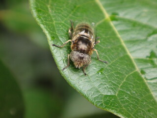 Large spot-eye hover fly (Eristalinus aeneus), female resting on a leaf