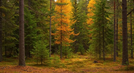 Obraz premium A serene autumnal forest scene displays vibrant golden larch trees amidst a dense evergreen woodland.