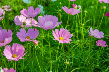 Fototapeta premium Beautiful pink cosmos flowers blooming in garden,spring season.