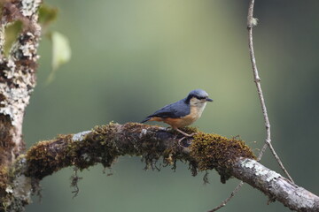 The white-tailed nuthatch (Sitta himalayensis) is a species of bird in the family Sittidae. This photo was taken in North India.