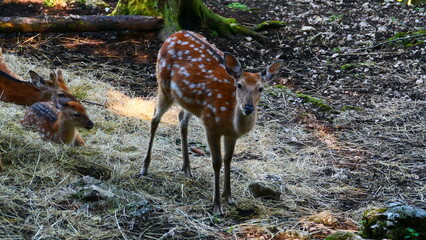 Sikahirschkuh mit Jungen  © cagala