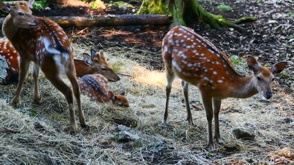 Sikahirschkühe mit Jungen © cagala