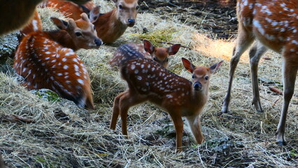Sikahirschgruppe mit Jungen  © cagala